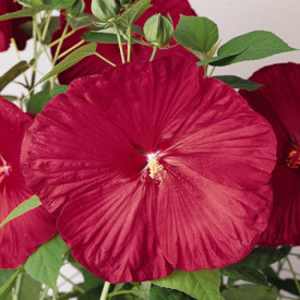 Mocsári hibiszkusz piros