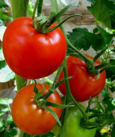 Kecskeméti K3 paradicsom