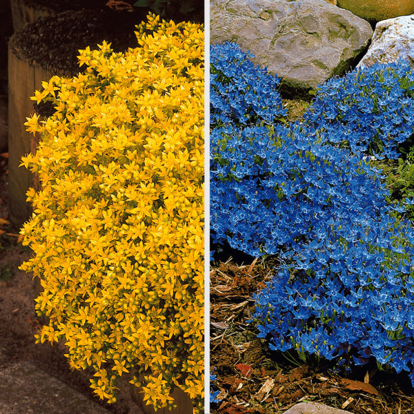 3 olasz harangvirág és 3 borsos varjúháj