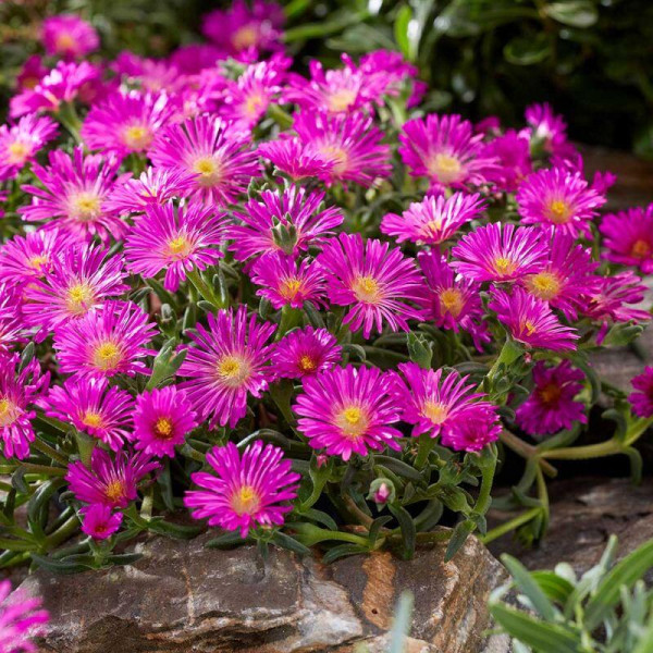 Kristályvirág Hot Pink Wonder (3)