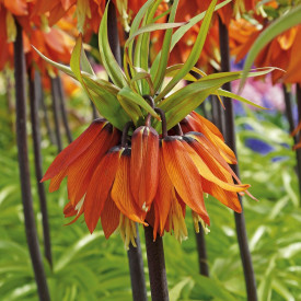 Császárkorona narancssárga képes(1)