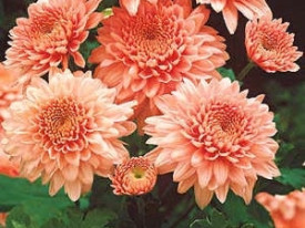 Késői Krizantém Shippi Apricot