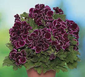 Aristo muskátli Black Beauty