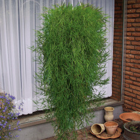 Csüngő bambusz Green Twist (3)