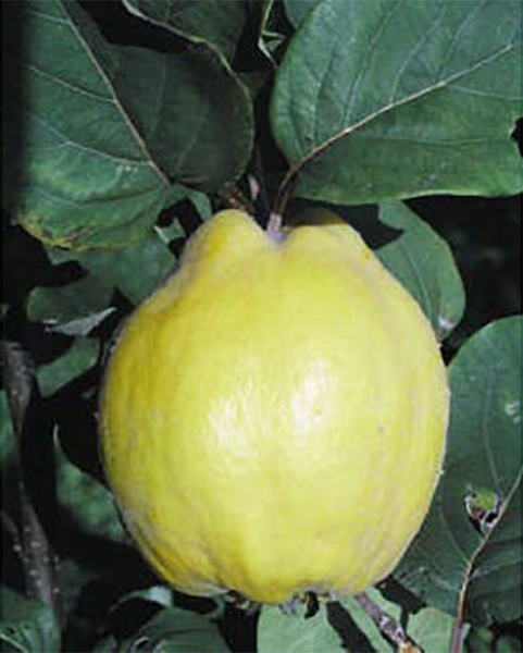 Bereczki birs