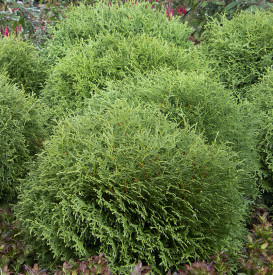 Little Giant tuja nagy méret