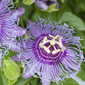 Télálló maracuja Cooltropics®' Eia Popeia®