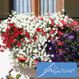 Alpetúnia "White" (3)