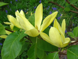Sárga magnólia 'Daphne'