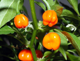 Habanero erős paprika, narancssárga