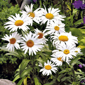 Fehér margaréta (3)