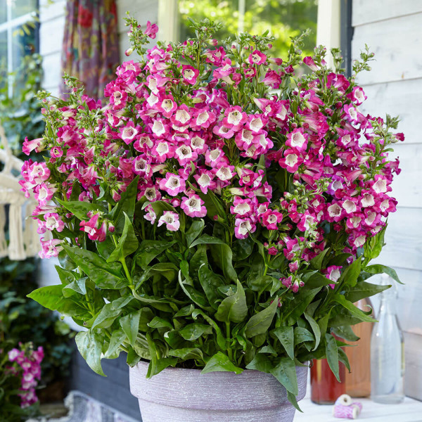 Bugatölcsér pink (3)