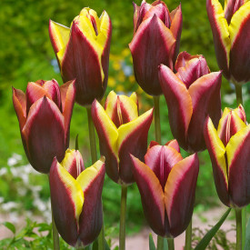 Striped Bats tulipán (10)