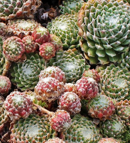 Pókhálós kövirózsa