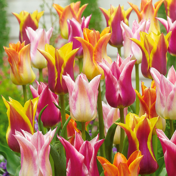 Liliomvirágú tulipán színkeverék (20)