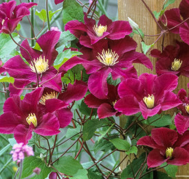 Klematisz Warszawska Nike