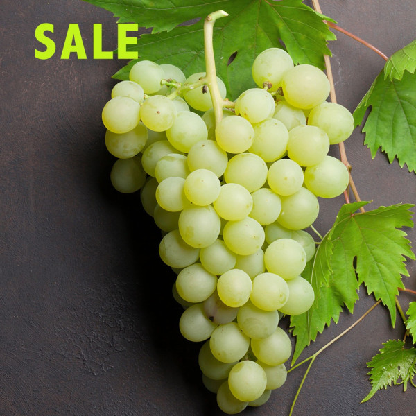 Picurka fehér magnélküli csemegeszőlő