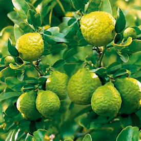 Kaffir lime, nagy méret
