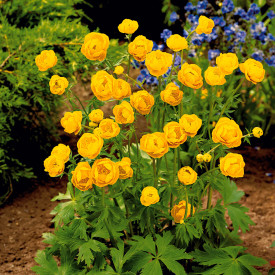 Zergeboglár Goldkönigin (1)