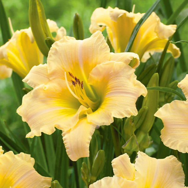 Sásliliom citromsárga (3)