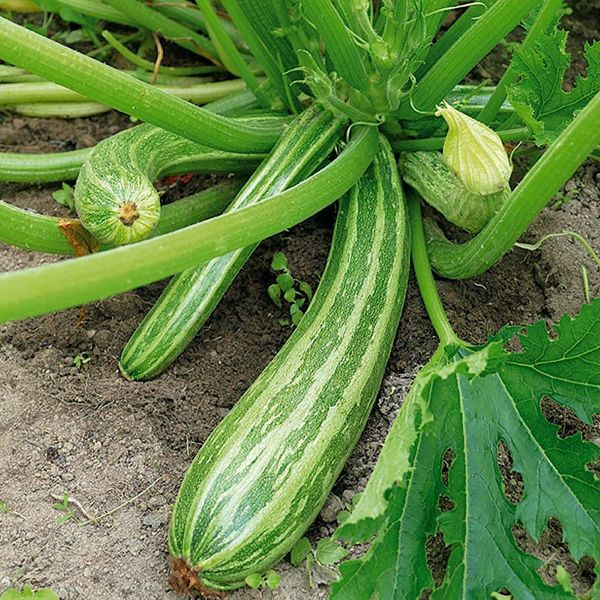 Zöld cukkini Culinari-Green