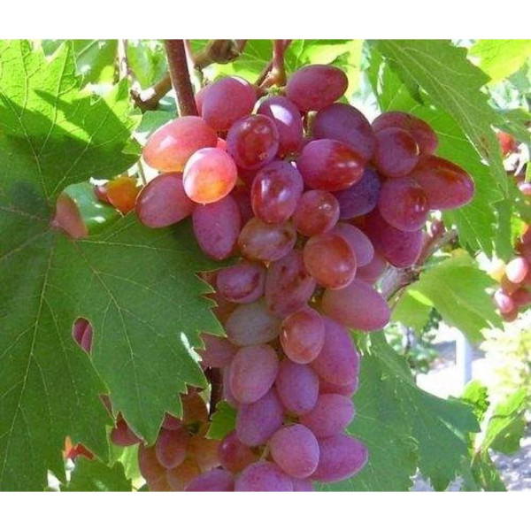 Jupiter csemegeszőlő