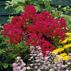 Bugás lángvirág piros, nagy cserepes