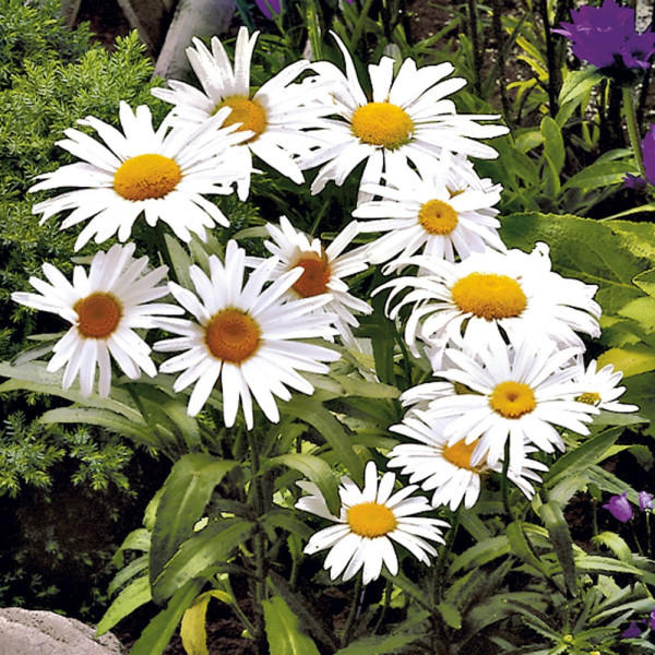 Fehér margaréta (3)