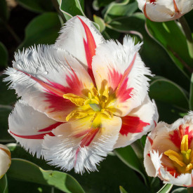 Salsa tulipán (8)