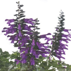 Amistad virágzó zsálya (3)