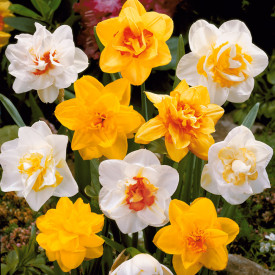 Cserepes telt virágú nárcisz színkeverék 3db