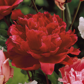 Pünkösdi rózsa Karl Rosenfeld, piros