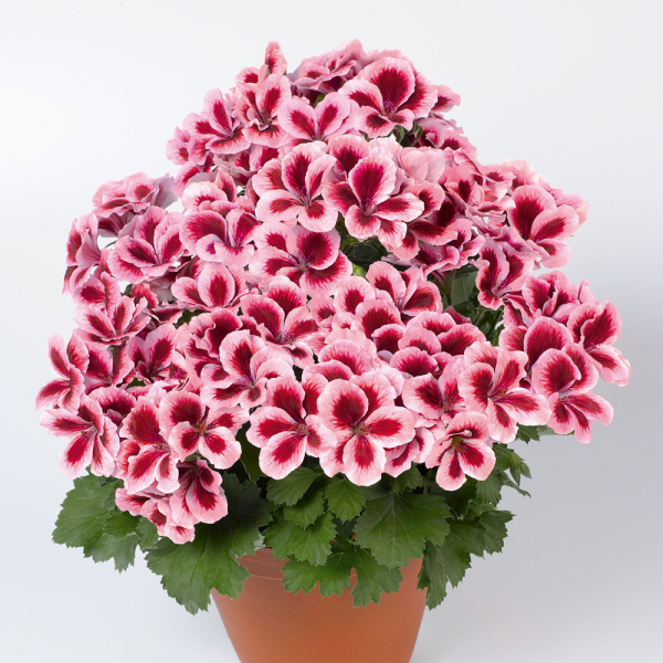 Aristo muskátli Strawberry Cream nagy cserepes