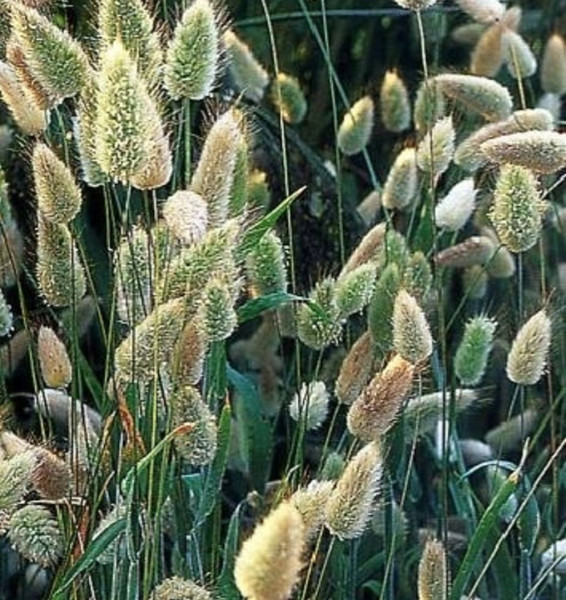 Nyúlfarkfű, Sesleria (1)