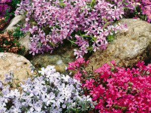 Kúszó lángvirág összeállítás (3)