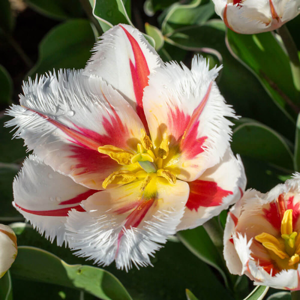 Salsa tulipán (8)