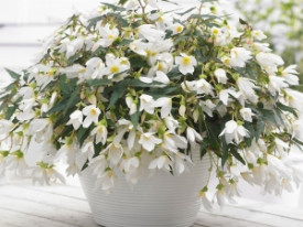 Begonia Beauvilia® fehér (1)