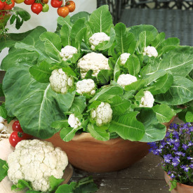 Többvirágú karfiol "Multiflora" (5)