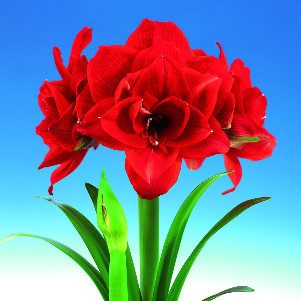 Teltvirágú amarillisz (1)