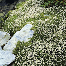 Csillagmoha (3)