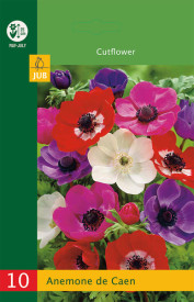 Anemone De Caen Mix (10)