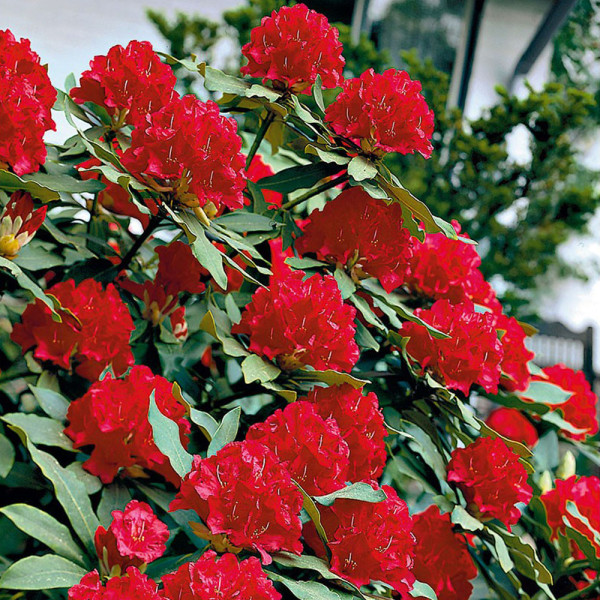 Piros rhododendron