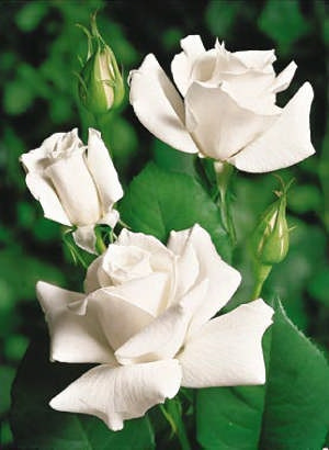 White Star fehér tearózsa