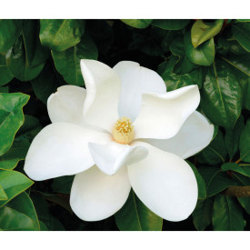 Nagyvirágú, örökzöld magnólia