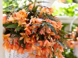 Begonia Beauvilia® narancssárga (1)
