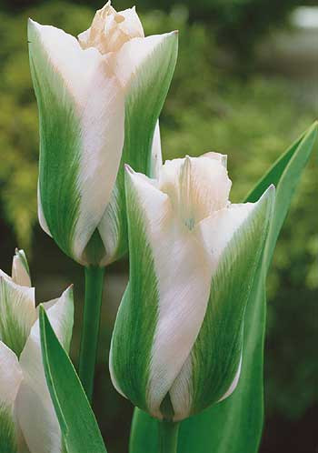 Green Spirit tulipán 7 db