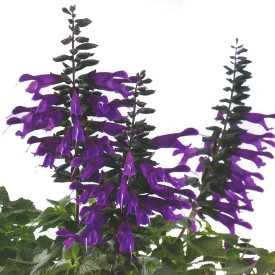 Amistad virágzó zsálya