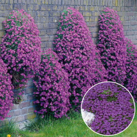 Pázsitviola, lila (1)