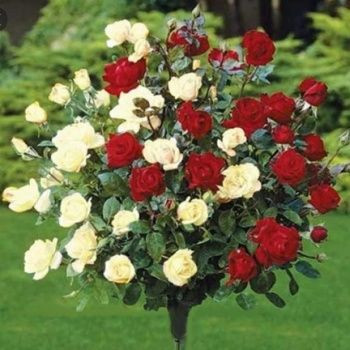 Magastörzsű piros/fehér bicolor rózsa kont.
