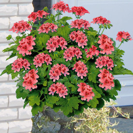 Orangino illatos muskátli 3 db